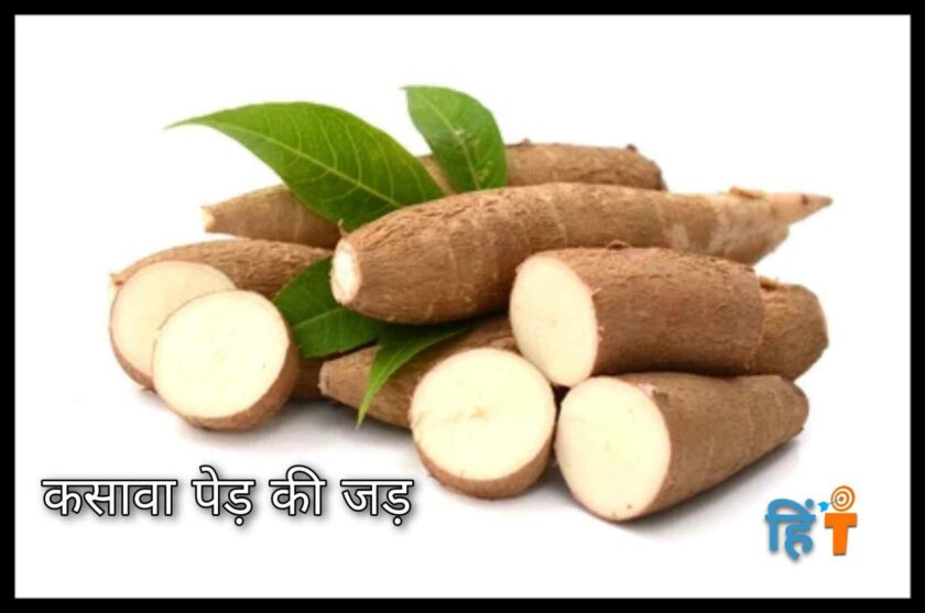 tapioca in hindi