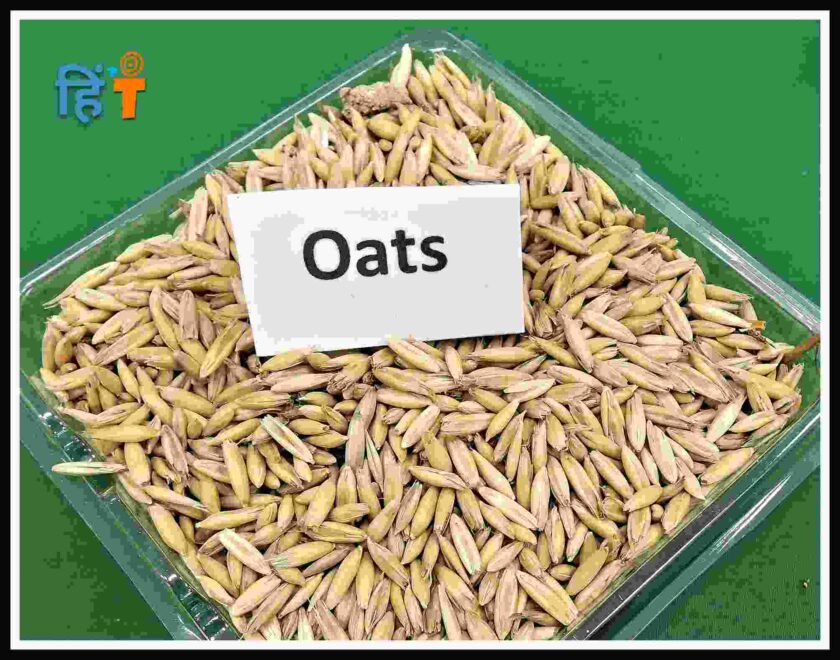 oats in hindi 