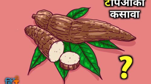 Tapioca in hindi (1)