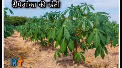 Tapioca plant in hindi (5)