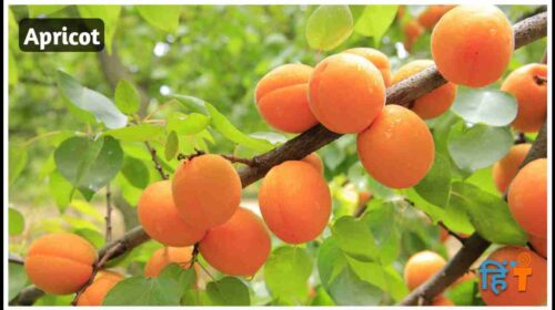 apricot in hindi (1)