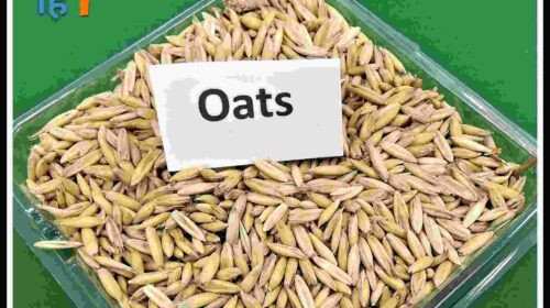 oats in hindi (4)