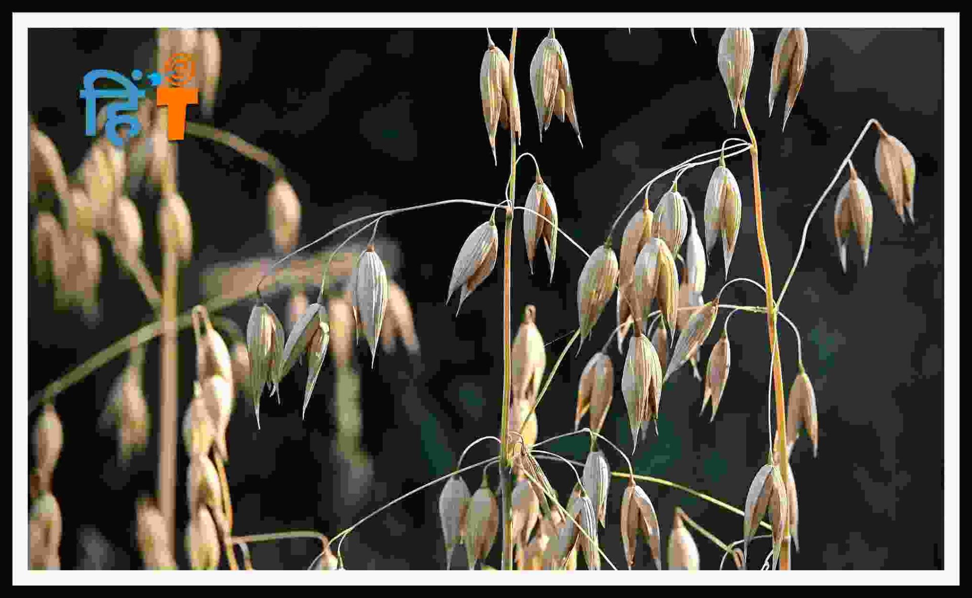 Oats क्या है : इसके अनोखे फायदे जाने विस्तार से | | Hindi Target